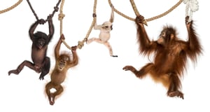 Monkey Business Blog-1